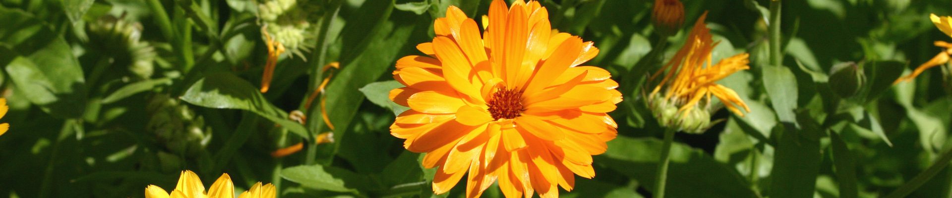 Ringelblumen blühen ab Juni in vielen Bauerngärten in Varel und Friesland
